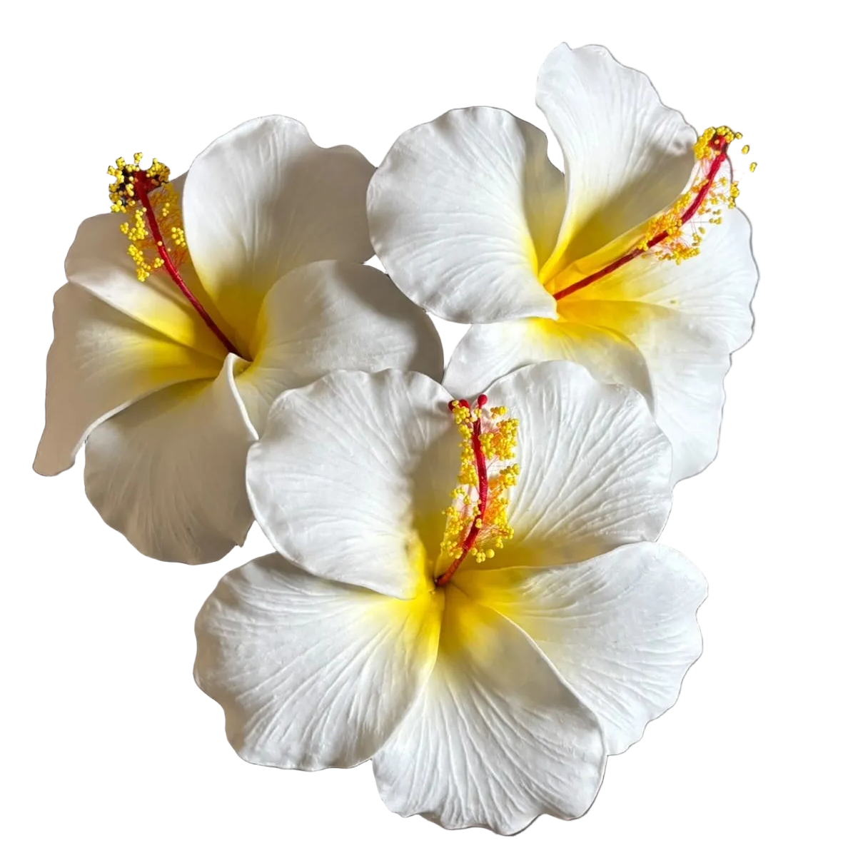 Araura Hibiscus White & Yellow Foam Flower Sei Siale 12.5cm