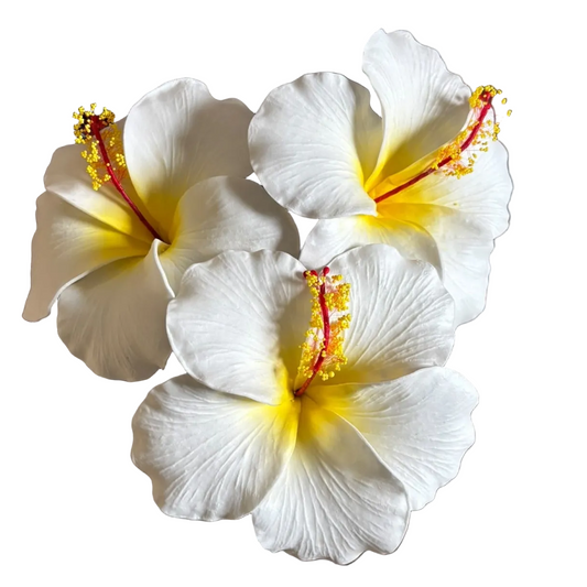Araura Hibiscus White & Yellow Foam Flower Sei Siale 12.5cm