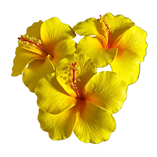 Araura Hibiscus Yellow Foam Flower Sei Siale 12.5cm